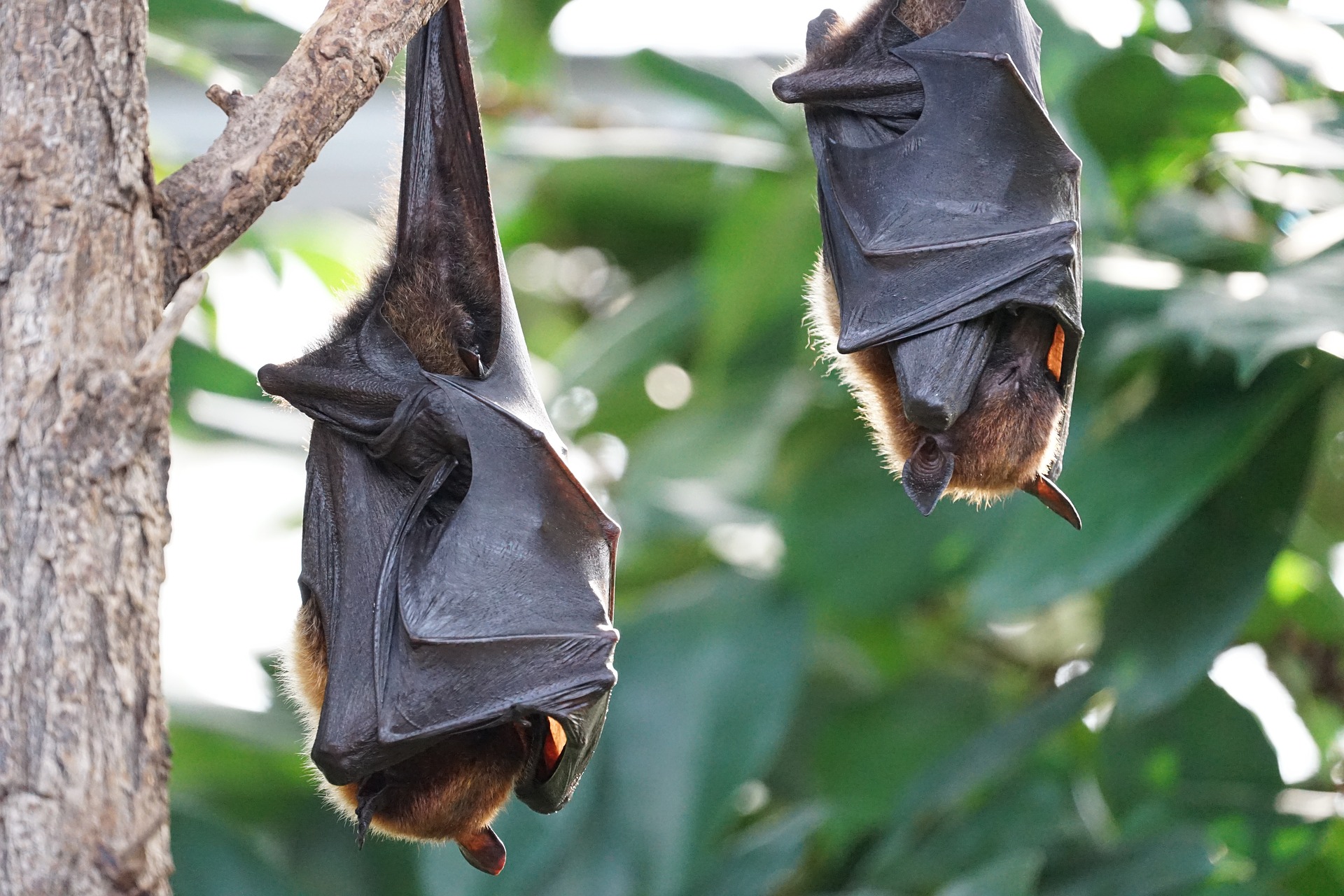 30 datos curiosos sobre los murciélagos