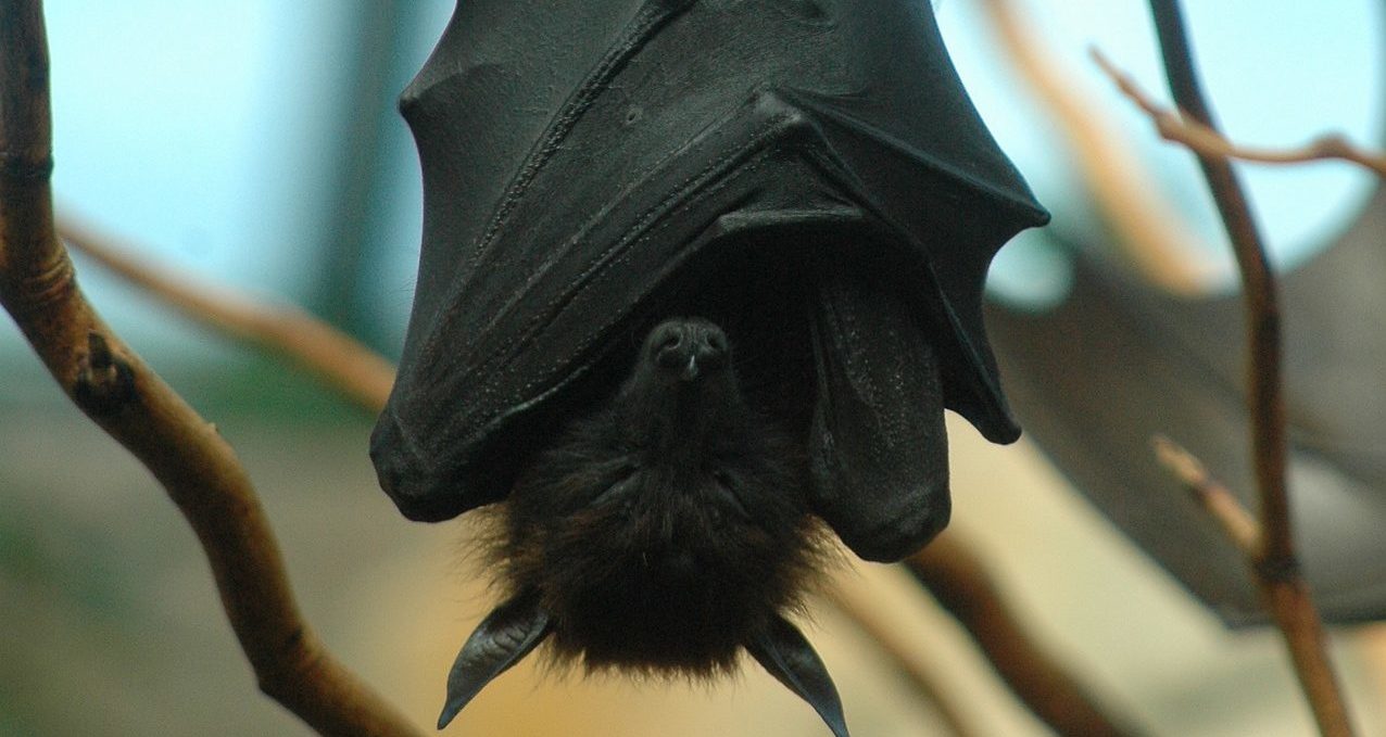 Sorprende murciélago de «tamaño humano» captado en Filipinas