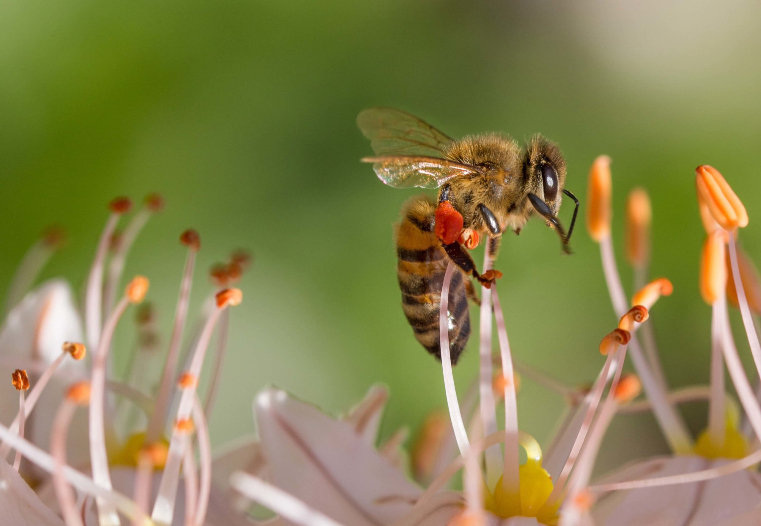 5 datos interesantes sobre las abejas